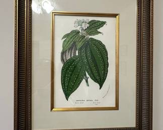 Bertolonia Guttata botanical print by Hook, from Flore des Serres