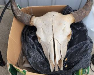 Skull