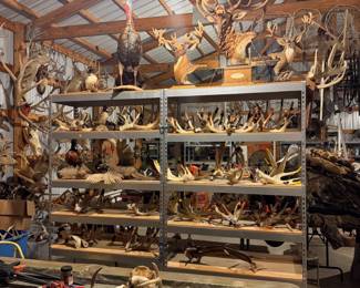 antlers