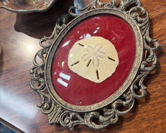 framed sand dollar