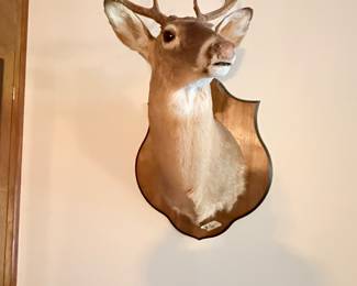 One of a pair of deer mounts