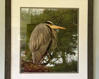 Bird Picture