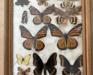 Butterflies!