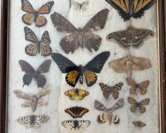 Butterflies!