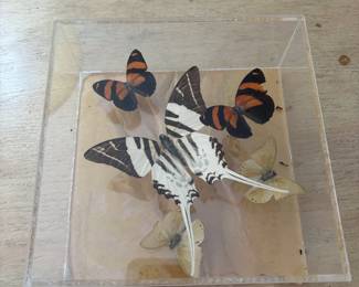 Butterflies!