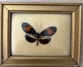 Butterflies!