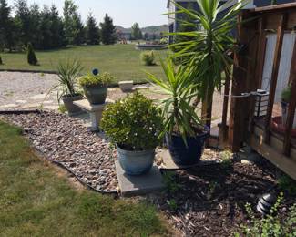 Plants