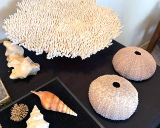 Coral, shells + urchins