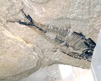 Fossils