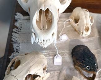 Skulls