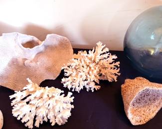 Coral