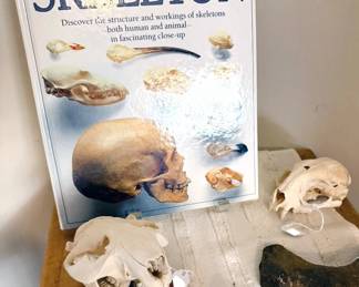 Skulls