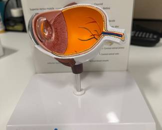 Allergan Model of the Right Eye Cross Section