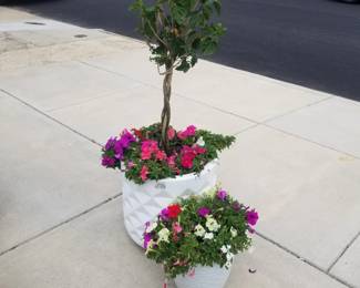 Potted plants