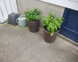 Potted herbs