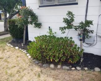 Plants - rose bushes