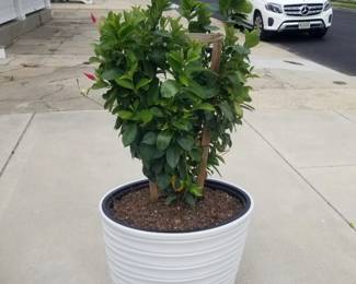 Potted plants