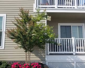Vinyl railing; crepe myrtle & plants