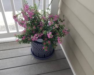 Potted plant