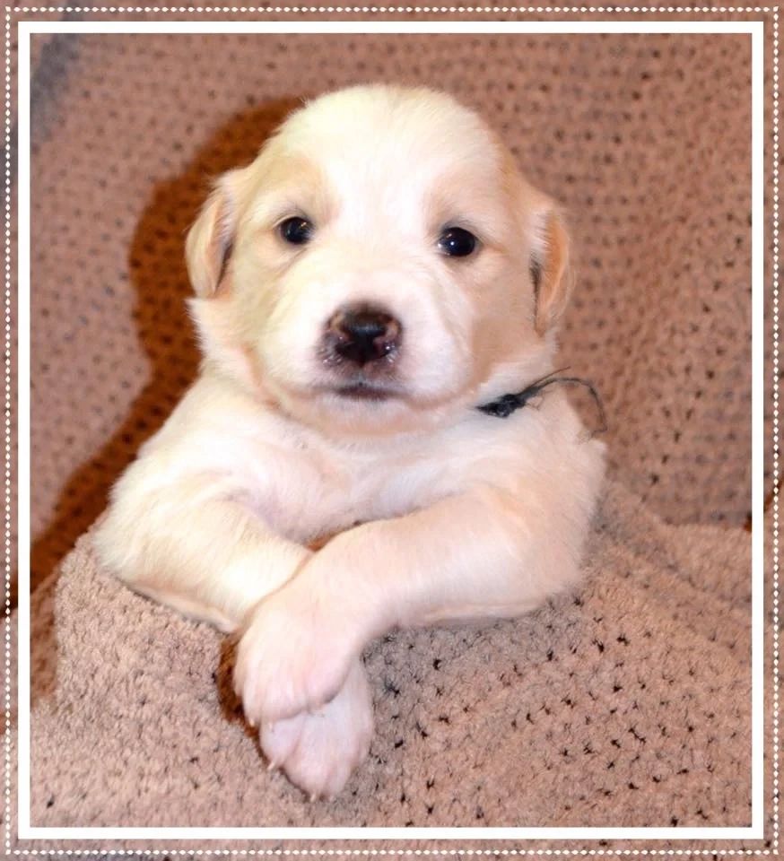 The Greater Charlotte Society for the Prevention of Cruelty to Animals (SPCA) (one of the Beneficaries of this sale) will be at the sale. To get in door Bring $ or Pet Food, Toy.... to be given to spca