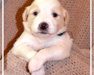 The Greater Charlotte Society for the Prevention of Cruelty to Animals (SPCA) (one of the Beneficaries of this sale) will be at the sale. To get in door Bring $ or Pet Food, Toy.... to be given to spca