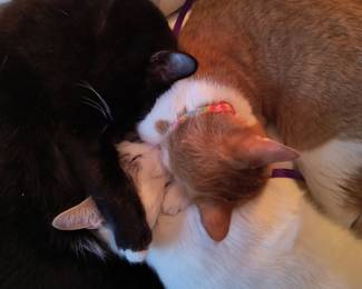 Cuddling Kitties. Family PETS NFS
