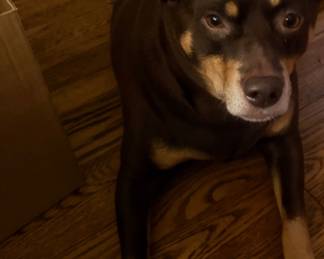 Happy Zelda ! Family Pet. NFS! 