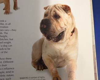 AWWW Shar Pei..