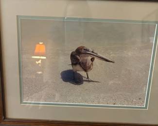 012 Coastal Bird Print Framed