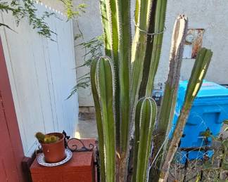 Mexican fence post cactus.