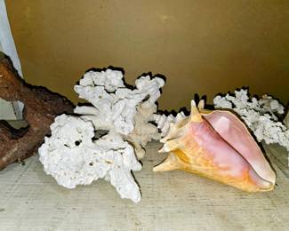 Seashells and Coral