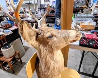 Taxidermy: Deer and Antelope