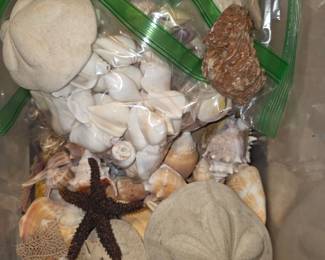 Sea Shells, Sand Dollars, Starfish