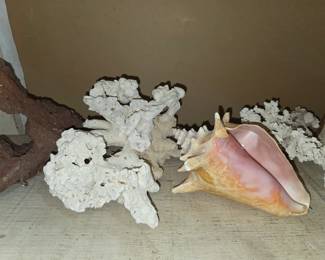 Coral, Sea Shells