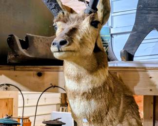 Taxidermy: Deer and Antelope