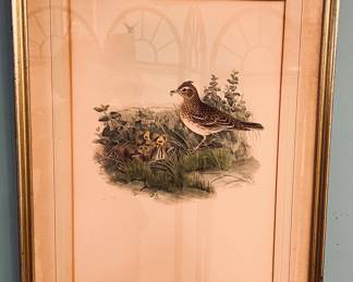 John Gould lithograph Eurasian Skylark