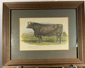 19th C Bovine book engraving