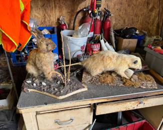 garage (White possum $175, Rabbit $100)
