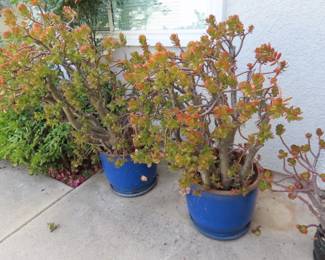 Jade plants.