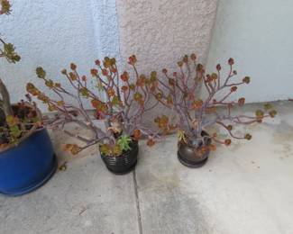Jade plants.