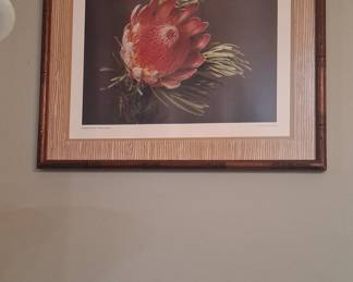 Arthur English 'Ladismith Protea' Botanical Print