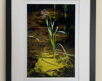 20” x 26” Framed Nature Photograph - By Jeffrey Marqusee