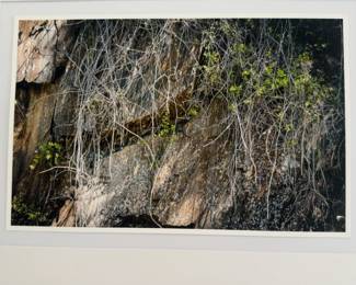 20” x 26” Framed Nature Photograph - By Jeffrey Marqusee