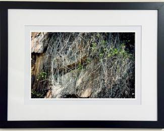 20”x26” Jeffrey Marqusee Nature Photograph - Professionally Framed