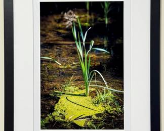 20”x26” Jeffrey Marqusee Nature Photograph - Professionally Framed