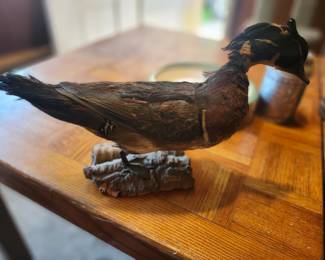 Vintage Hooded Merganser Duck Taxidermy Mount  Beautiful vintage taxidermy Hooded Merganser mounted on a naturalistic driftwood-style display base. This striking waterfowl features the species' distinctive crest and detailed plumage, making it an excellent display piece for a hunting lodge, cabin, office, or wildlife collection. A unique conversation piece for collectors of sporting art and natural history décor.  Species: Hooded Merganser Approximate Age: Vintage (exact age unknown) Mount: Driftwood-style display base Condition: Good vintage condition with some visible feather wear and age-related imperfections. Please review all photos carefully. Suggested Estate Sale Value Quick Sale: $40