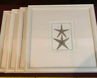 Pottery Barn Framed Art Prints 3 Sand Dollar 1 Starfish