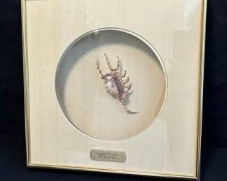 Lambis Scorpius Scorpion Conch Shell Specimen