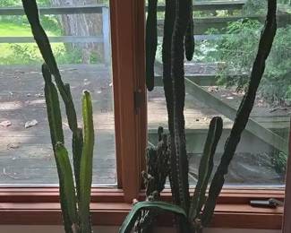 Three Cactus Plants