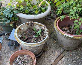 Plants